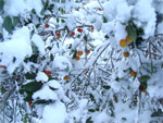 gal/2009/14 - neve 19-20 dicembre/neve_domenica_20_12/_thb_corbezzoli_2-01.jpg